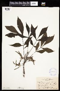 Carya ovata image