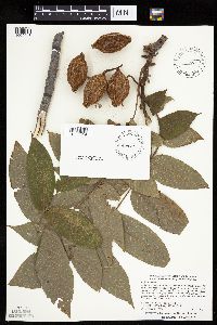 Media resource of Juglans cinerea