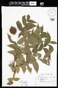 Juglans nigra image