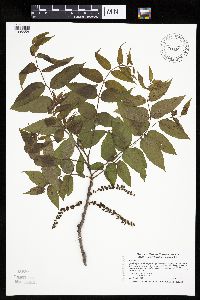 Juglans nigra image