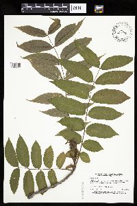 Juglans nigra image