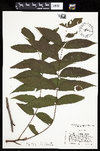 Juglans nigra image