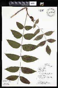Juglans nigra image