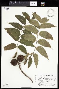 Juglans nigra image