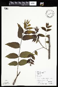 Juglans nigra image