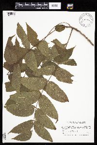 Juglans nigra image