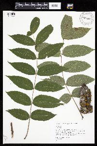 Juglans nigra image