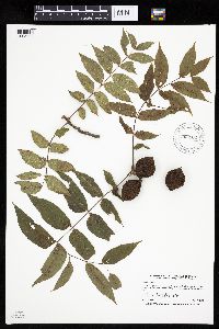 Juglans nigra image