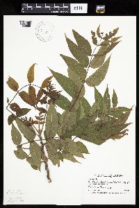 Juglans nigra image