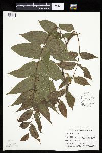 Juglans nigra image