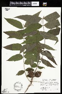 Juglans nigra image