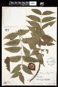 Juglans nigra image