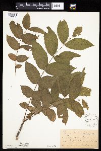 Juglans nigra image