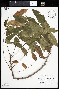 Juglans nigra image