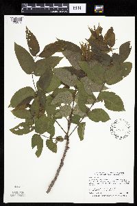 Juglans nigra image
