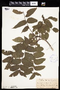 Juglans nigra image