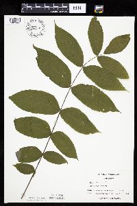 Juglans nigra image