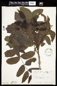 Juglans nigra image