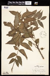Juglans nigra image