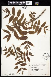 Juglans nigra image