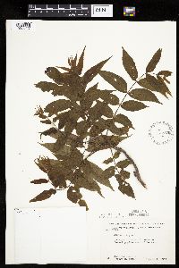 Juglans nigra image