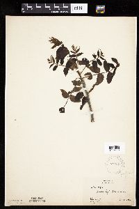 Juglans nigra image