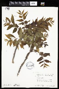 Juglans nigra image
