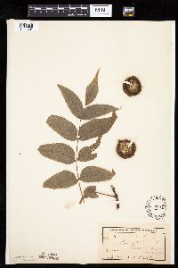 Juglans nigra image