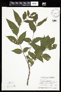 Juglans nigra image