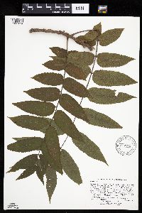 Juglans nigra image