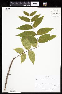 Juglans nigra image