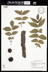 Juglans nigra image
