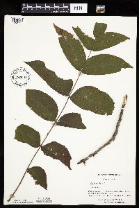 Juglans nigra image