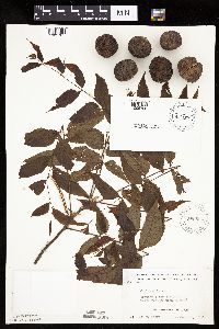 Juglans nigra image