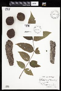 Juglans nigra image