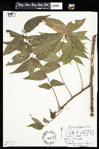 Juglans nigra image