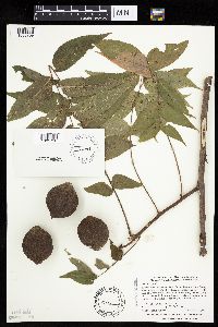 Juglans nigra image