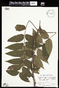 Juglans nigra image
