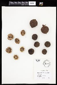 Juglans nigra image