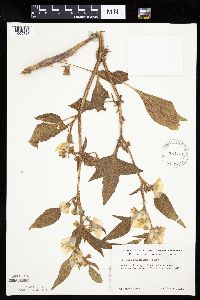 Leucophysalis grandiflora image