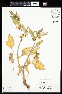Leucophysalis grandiflora image