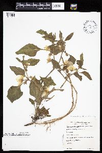 Leucophysalis grandiflora image