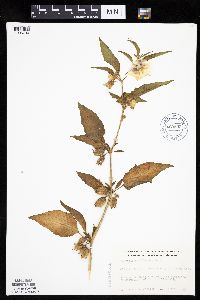 Leucophysalis grandiflora image