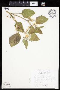Leucophysalis grandiflora image