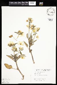 Leucophysalis grandiflora image