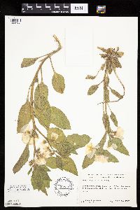Leucophysalis grandiflora image
