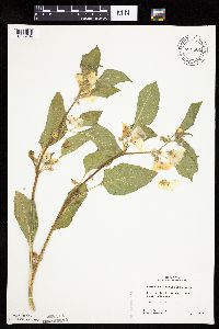 Leucophysalis grandiflora image