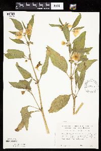 Leucophysalis grandiflora image