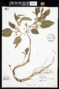 Leucophysalis grandiflora image
