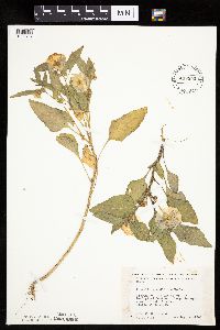 Leucophysalis grandiflora image